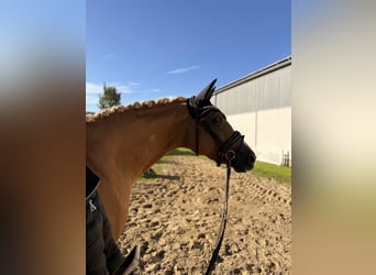 Westfale, Stute, 3 Jahre, 161 cm, Palomino