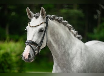 Westfale, Stute, 3 Jahre, 161 cm, Schimmel