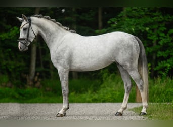 Westfale, Stute, 3 Jahre, 161 cm, Schimmel