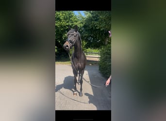 Westfale, Stute, 3 Jahre, 162 cm, Dunkelbrauner