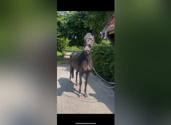Westfale, Stute, 3 Jahre, 162 cm, Dunkelbrauner