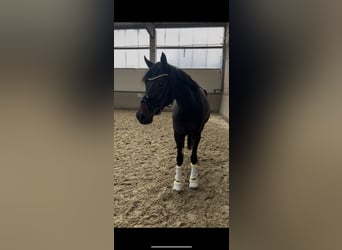 Westfale, Stute, 3 Jahre, 162 cm, Dunkelbrauner