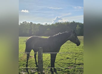 Westfale, Stute, 3 Jahre, 162 cm, Kann Schimmel werden