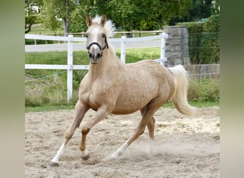 Westfale, Stute, 3 Jahre, 162 cm, Palomino