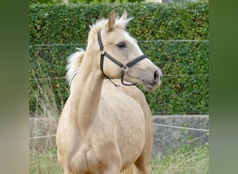 Westfale, Stute, 3 Jahre, 162 cm, Palomino