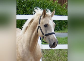 Westfale, Stute, 3 Jahre, 162 cm, Palomino