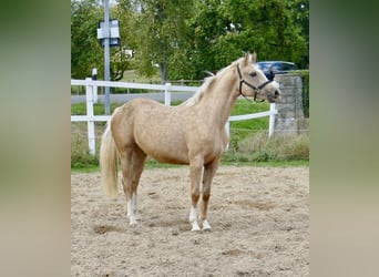 Westfale, Stute, 3 Jahre, 162 cm, Palomino