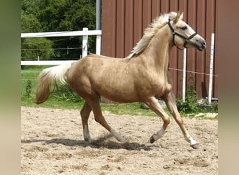 Westfale, Stute, 3 Jahre, 162 cm, Palomino