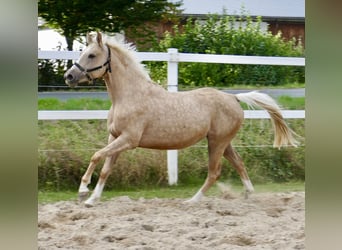 Westfale, Stute, 3 Jahre, 162 cm, Palomino