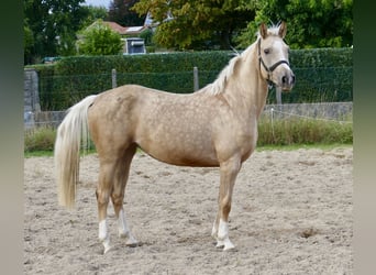 Westfale, Stute, 3 Jahre, 162 cm, Palomino