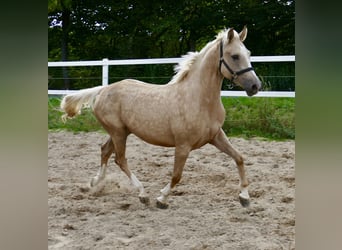 Westfale, Stute, 3 Jahre, 162 cm, Palomino