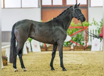 Westfale, Stute, 3 Jahre, 162 cm, Rappe