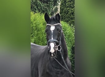 Westfale, Stute, 3 Jahre, 162 cm, Rappe