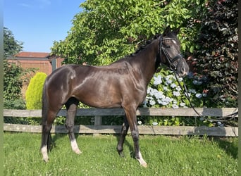 Westfale, Stute, 3 Jahre, 162 cm, Schwarzbrauner