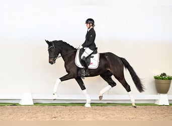Westfale, Stute, 3 Jahre, 163 cm, Dunkelbrauner