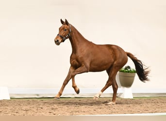 Westfale, Stute, 3 Jahre, 163 cm, Fuchs