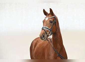 Westfale, Stute, 3 Jahre, 163 cm, Fuchs