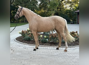 Westfale, Stute, 3 Jahre, 163 cm, Palomino