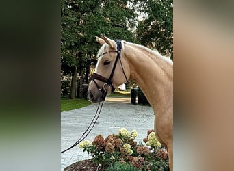 Westfale, Stute, 3 Jahre, 163 cm, Palomino