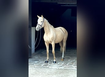Westfale, Stute, 3 Jahre, 163 cm, Palomino