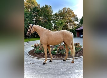 Westfale, Stute, 3 Jahre, 163 cm, Palomino
