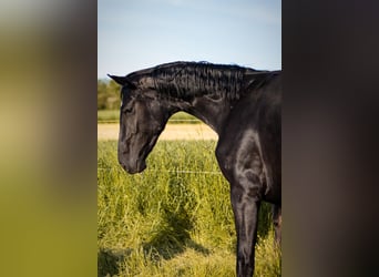 Westfale, Stute, 3 Jahre, 163 cm, Rappe