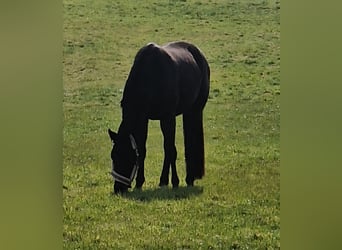Westfale, Stute, 3 Jahre, 163 cm, Schwarzbrauner