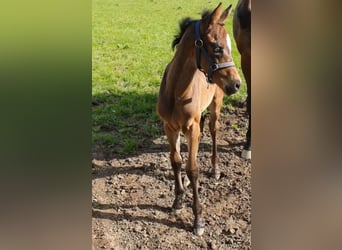 Westfale, Stute, 3 Jahre, 164 cm, Brauner