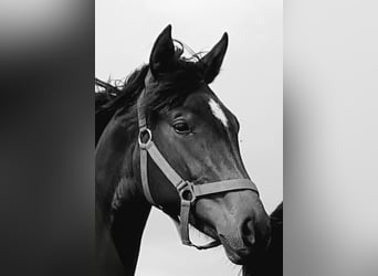 Westfale, Stute, 3 Jahre, 164 cm, Brauner