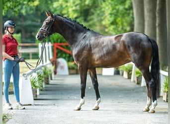 Westfale, Stute, 3 Jahre, 164 cm, Dunkelbrauner