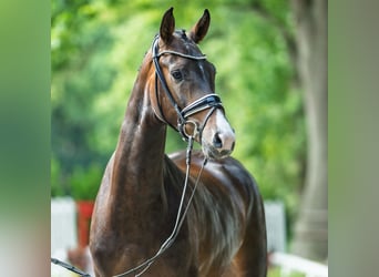 Westfale, Stute, 3 Jahre, 164 cm, Dunkelbrauner