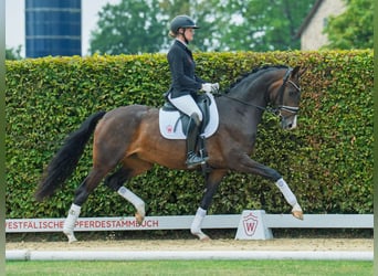 Westfale, Stute, 3 Jahre, 164 cm, Dunkelbrauner