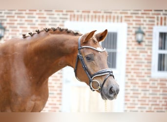 Westfale, Stute, 3 Jahre, 164 cm, Dunkelfuchs