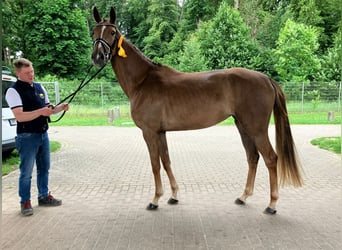 Westfale, Stute, 3 Jahre, 164 cm, Fuchs