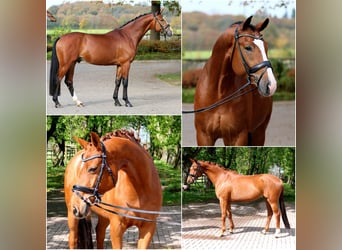 Westfale, Stute, 3 Jahre, 164 cm, Fuchs