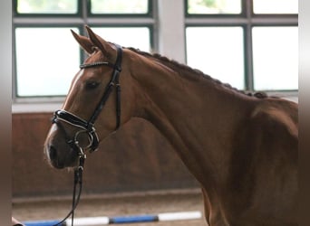 Westfale, Stute, 3 Jahre, 164 cm, Fuchs