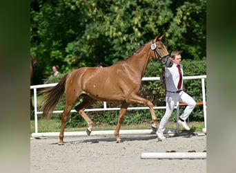 Westfale, Stute, 3 Jahre, 164 cm, Fuchs