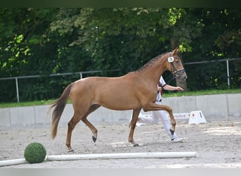 Westfale, Stute, 3 Jahre, 164 cm, Fuchs