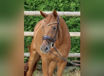 Westfale, Stute, 3 Jahre, 164 cm, Fuchs