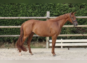 Westfale, Stute, 3 Jahre, 164 cm, Fuchs
