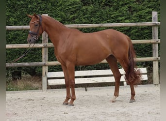 Westfale, Stute, 3 Jahre, 164 cm, Fuchs