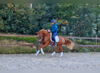 Westfale, Stute, 3 Jahre, 164 cm, Fuchs