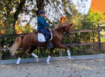 Westfale, Stute, 3 Jahre, 164 cm, Fuchs