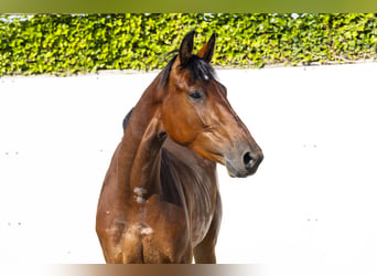 Westfale, Stute, 3 Jahre, 164 cm, Rotbrauner