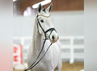 Westfale, Stute, 3 Jahre, 164 cm, Schimmel