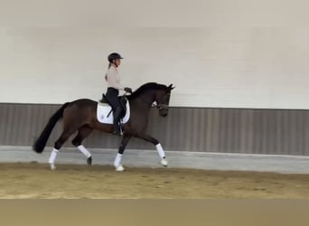 Westfale, Stute, 3 Jahre, 165 cm, Dunkelbrauner
