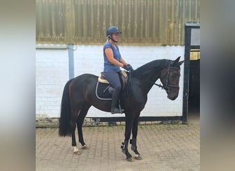 Westfale, Stute, 3 Jahre, 165 cm, Dunkelbrauner
