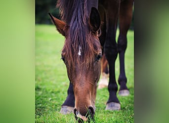 Westfale, Stute, 3 Jahre, 165 cm, Dunkelbrauner