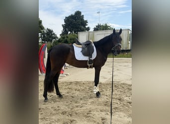 Westfale, Stute, 3 Jahre, 165 cm, Dunkelbrauner