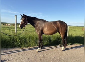 Westfale, Stute, 3 Jahre, 165 cm, Dunkelbrauner